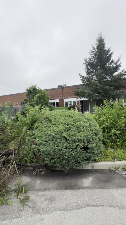 Overgrown beds at the entry before clearing.